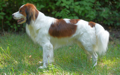 Nachzuchterfolg: Felix vom Vöhlinschloss als Deckrüde zugelassen